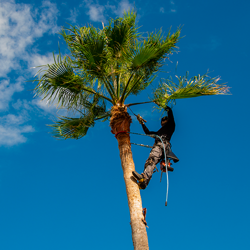 Palm Tree Services